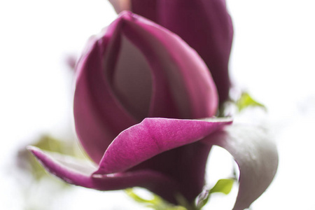 自然背景概念:粉红色的木兰花有雌蕊和雄蕊,树枝上有绿叶,花瓣上有