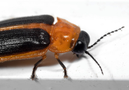 萤火虫在白色地板上的宏观照片照片