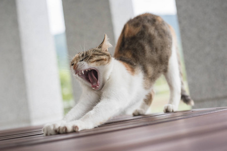 打哈欠的小猫照片