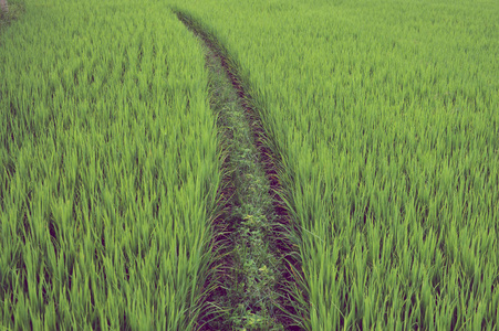 近距离稻田稻田自然背景图片