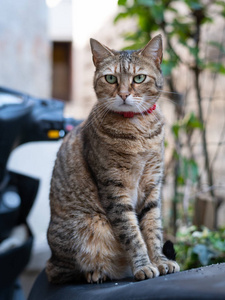 一只可爱的小斑猫坐在摩托车上图片