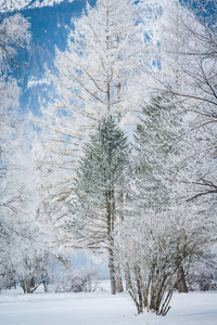 泽尔湖附近树枝上有白霜的景观图片