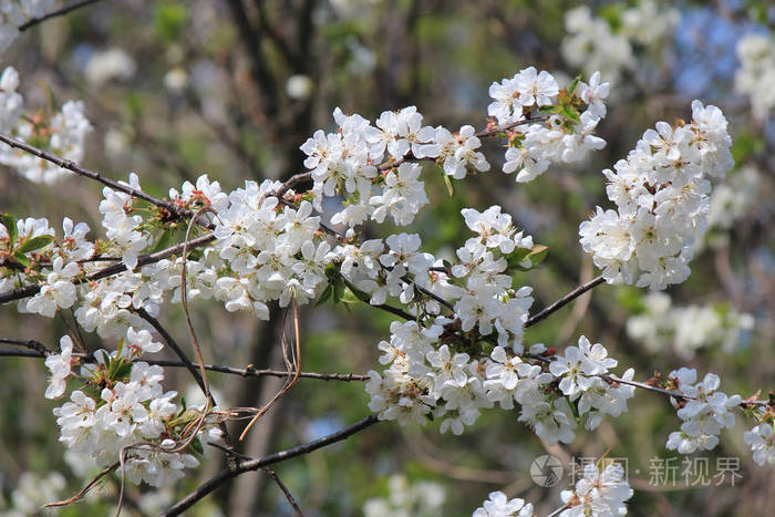 春暖花开