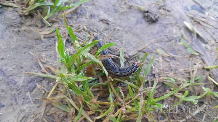 一只灰黑角虫在农田里吃绿叶的特写镜头