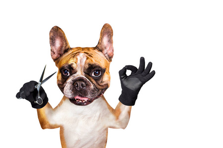 搞笑法国斗牛犬搞笑狗金杰法国斗牛犬理发师持剪刀.