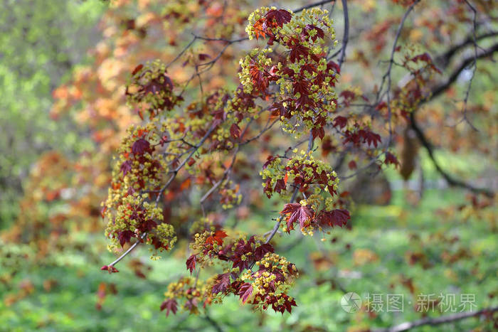 春花枫树