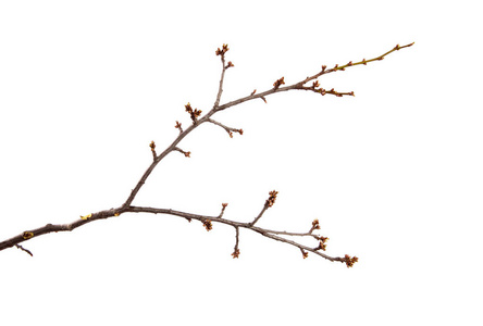 果树的枝干樱桃李和具膨胀的芽上照片