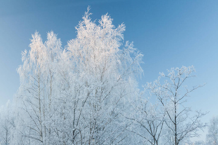 白桦树被霜覆盖雪地里的白桦树叶冬天早晨森林背景上的桦树雪中的树.