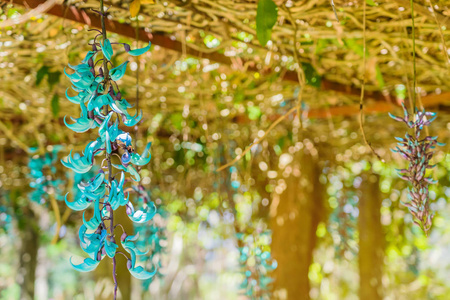 越南达拉特虎爪花美丽的蓝紫色照片