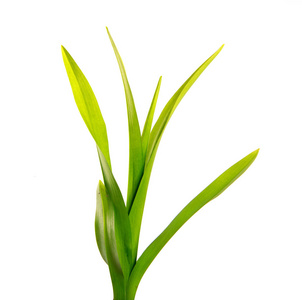 一束绿叶的黄花菜上孤立的白色照片