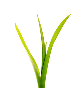 一束绿叶的黄花菜上孤立的白色图片