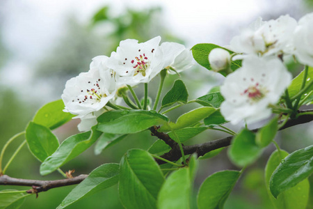 一张开花的梨树树枝的照片.春拍梨花照片