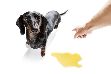 狗尿主人在家照片