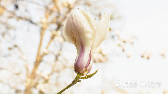 天堂 假期 自然 花园 早晨 春天 季节 冥想 灵魂