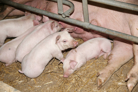 小猪吃奶小猪在室内的谷仓里吃奶后睡觉照片