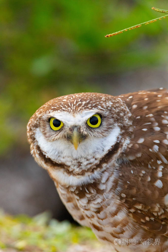 成年穴居猫头鹰athenecuncularia栖息在驴子外面