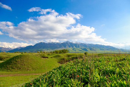 春夏美景.青山绿水,山高水秀.春天盛开的草本植物.山野郁金香.