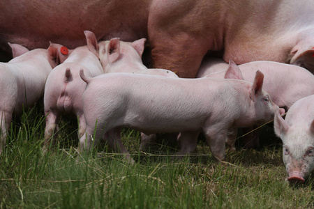 动物农场的猪群摄影图