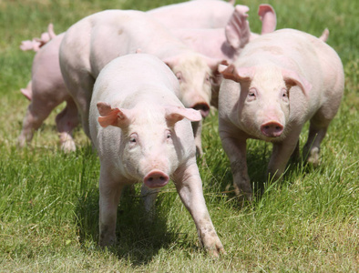猪吃草图片
