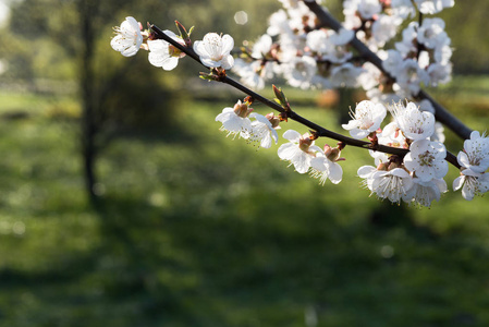杏枝上盛开的花.绿色散焦背景空白.照片