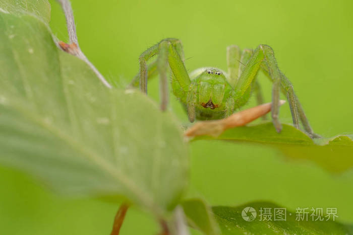 绿色猎人蜘蛛，绿蜘蛛，伪装在叶子上，在捷克共和国