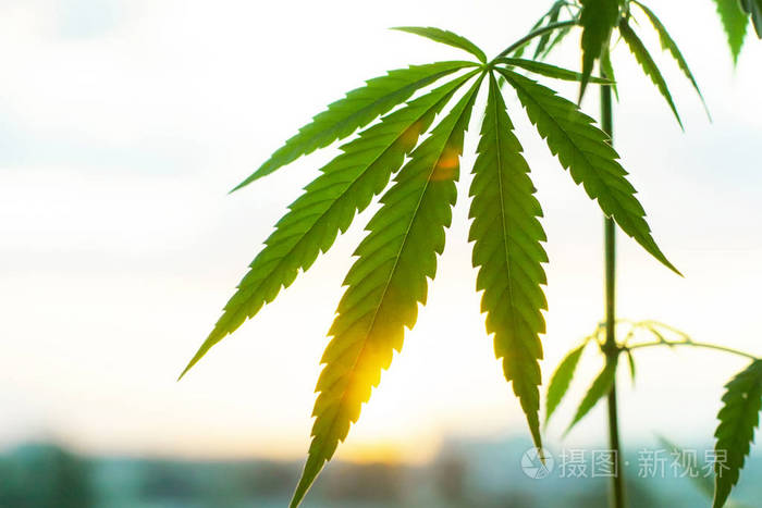 ベストコレクション 大麻開花 大麻開花ライト