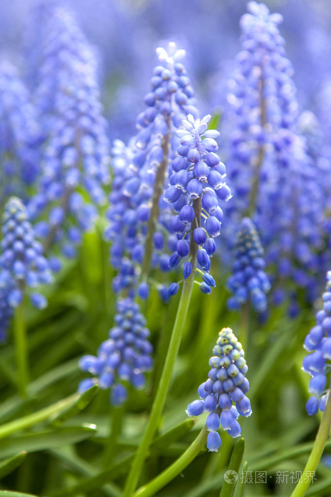 蓝色风信子花特写