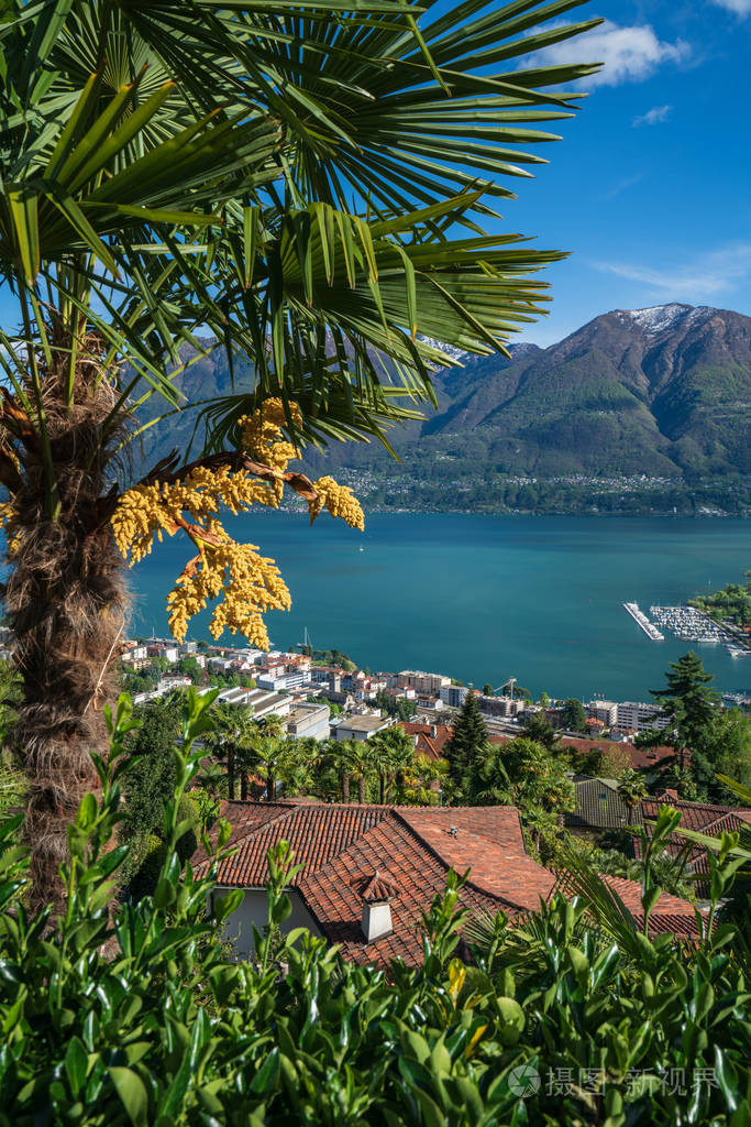 西南部奥塞琳娜,马焦雷湖被棕榈树环绕的春季景色照