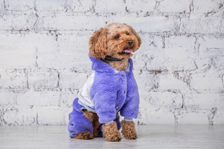 卷毛小狗棕色有趣的小狗,卷毛,卷毛,玩具卷毛,为狗摆造型.