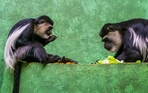 两只阿比西尼亚黑白疣猴一起吃东西,热带灵长类来自非洲照片