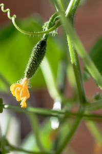 黄瓜有芽苗和子房图片