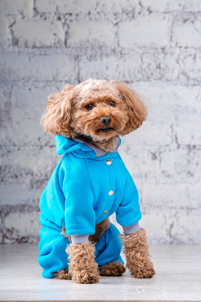 棕色有趣的小狗卷毛卷毛玩具卷毛为狗摆造型主题为宠物配饰和时尚服装