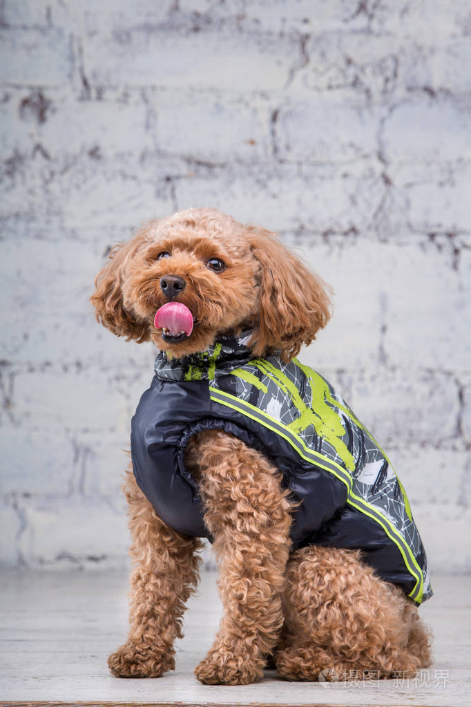 棕色有趣的小狗卷毛卷毛玩具卷毛为狗摆造型主题为宠物配饰和时尚服装