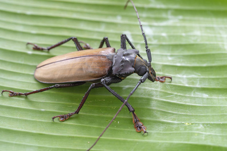 巨型昆虫图片