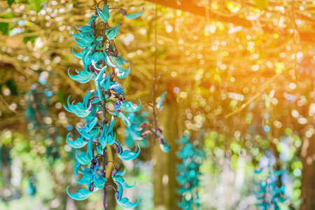 越南达拉特虎爪花美丽的蓝紫色摄影图