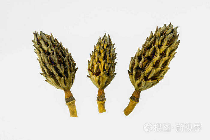 白色背景上分离出的三个木兰树的种子荚