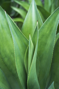 尖尖的龙舌兰植物叶子图片