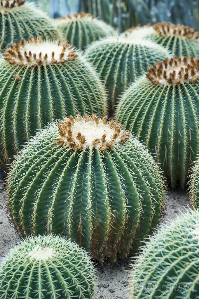 植物园里的仙人掌