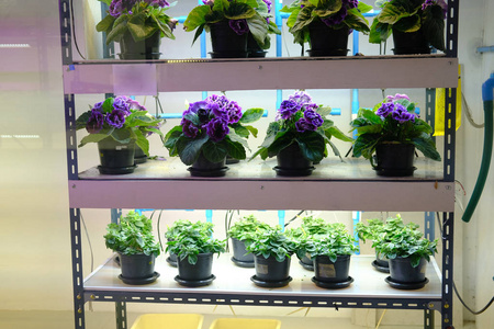 人工光温控制系统中的花卉生长图片