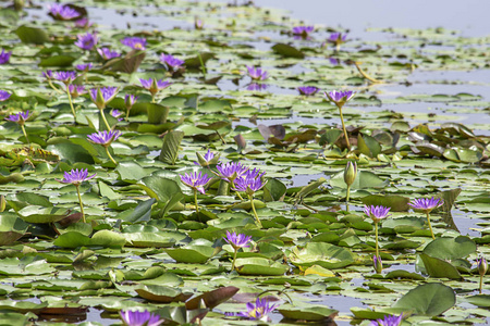 池中紫荷之美图片