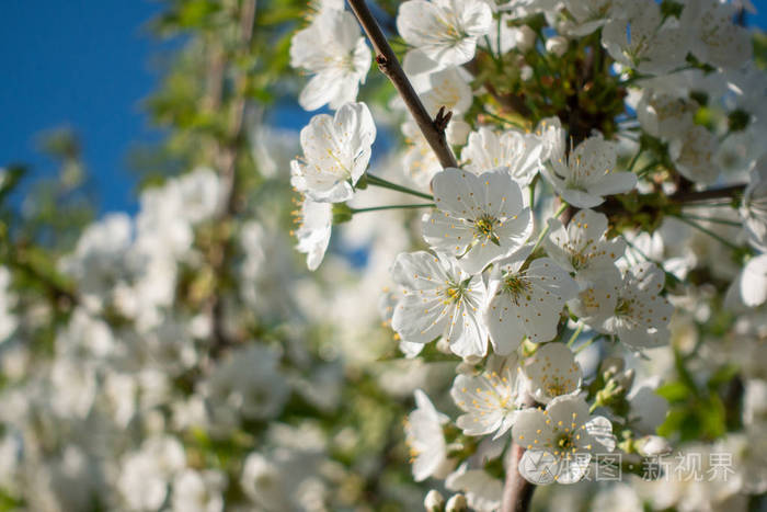 美丽的白色樱花树上春天