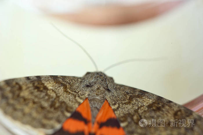 彩色橙色翅膀夜蝶室内特写罐顶视图中的爬行昆虫宏