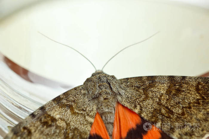 彩色橙色翅膀夜蝶室内特写罐顶视图中的爬行昆虫宏
