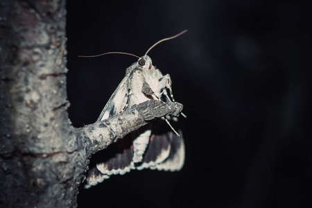 室外的生物图片