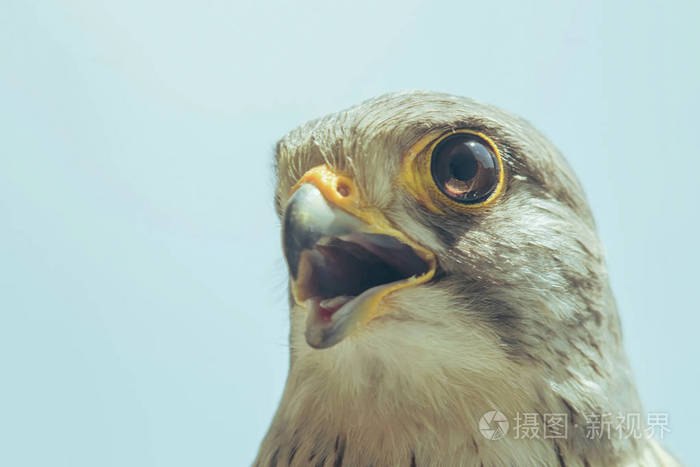 普通红隼肖像喙张开鹰嘴隼