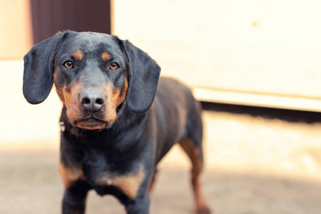 几只德国猎犬图片
