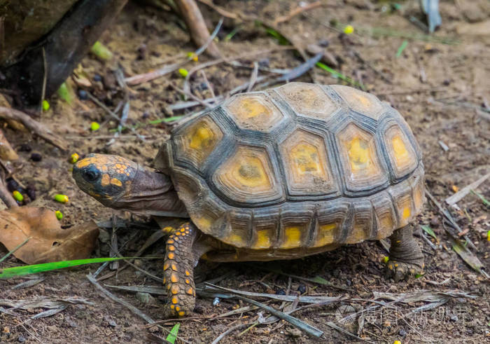 一只黄脚乌龟在沙滩上爬行的特写镜头来自美国的热带陆地龟一种易受