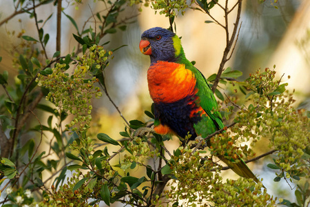 彩虹萝莉鸟-毛舌鹦鹉-产于澳大利亚的鹦鹉种类,常见于东海岸照片