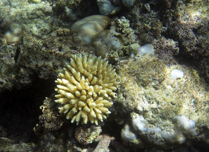 塞舌尔珊瑚礁的濒危珊瑚图片