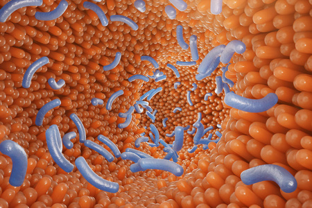 肠绒毛.肠壁.显微镜下毛细血管.人体肠道.健康或患病肠道的概念.